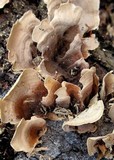Stereum gausapatum image