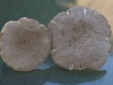 Amanita farinosa image