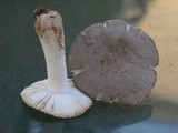 Amanita farinosa image