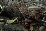 Lepiota besseyi image