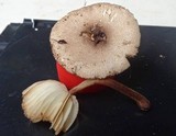 Lepiota besseyi image