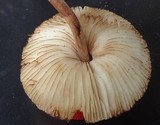 Lepiota besseyi image