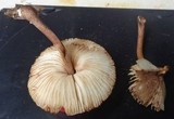 Lepiota besseyi image