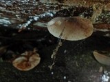 Lepiota besseyi image