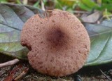 Lepiota besseyi image