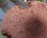 Lepiota besseyi image