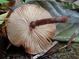 Lepiota besseyi image