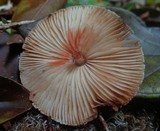 Lepiota besseyi image