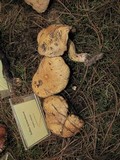 Suillus tomentosus image