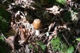 Amanita brunnescens image