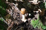 Amanita brunnescens image