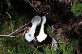 Amanita brunnescens image