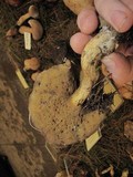 Suillus tomentosus image