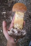 Battarrea phalloides image