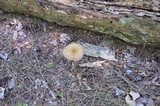 Xerula furfuracea image