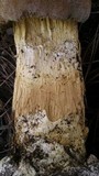 Battarrea phalloides image