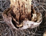 Battarrea phalloides image