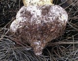 Battarrea phalloides image