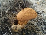 Battarrea phalloides image