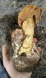 Battarrea phalloides image