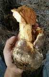 Battarrea phalloides image