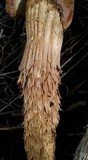 Battarrea phalloides image