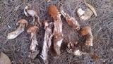 Battarrea phalloides image