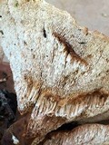 Abortiporus biennis image