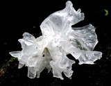 Tremella fuciformis image