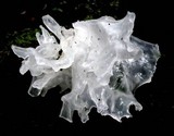 Tremella fuciformis image