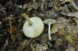 Amanita solaniolens image