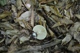 Amanita aestivalis image