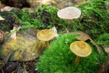 Cortinarius semisanguineus image