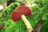Cortinarius semisanguineus image