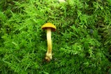 Cortinarius semisanguineus image