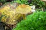 Cortinarius semisanguineus image