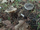 Tricholoma terreum image