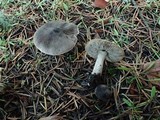 Tricholoma terreum image