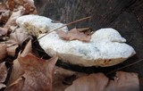 Postia caesia image