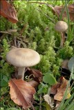 Dermoloma josserandii image
