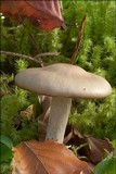 Dermoloma josserandii image