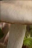 Dermoloma josserandii image