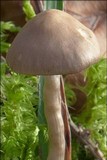 Dermoloma josserandii image