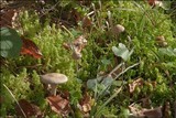 Dermoloma josserandii image