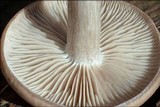 Dermoloma josserandii image