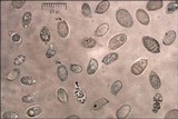 Dermoloma josserandii image