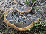 Fuscoporia torulosa image