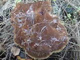 Fuscoporia torulosa image
