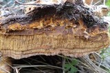 Fuscoporia torulosa image