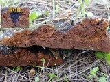 Fuscoporia torulosa image